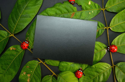 High angle view of green leaf on plant with black rectangle shape in the middle