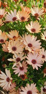 High angle view of flowering plants