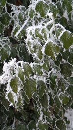 Full frame shot of snow