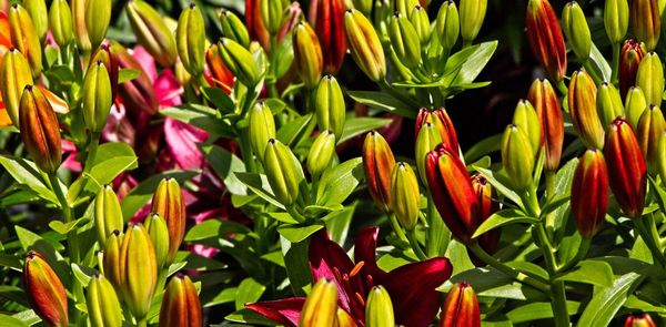 Close-up of red flowering plants