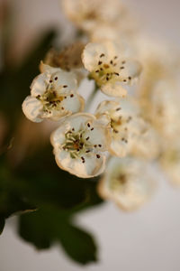 Close-up of cherry blossom