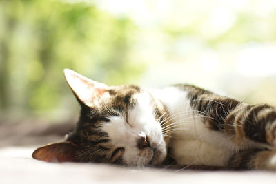 An old tabby cat napping against the background of fresh green