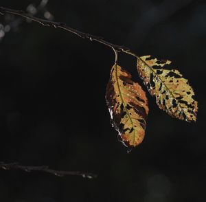 Close-up of dry leaves at night