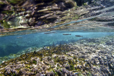 Close-up of jellyfish swimming in sea