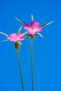 Low angle view of pink flowering plant against blue sky