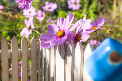 Close-up of purple flowering plants growing by fence