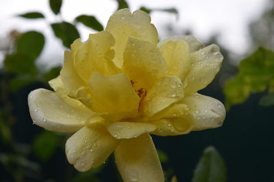 Close-up of wet flower blooming outdoors