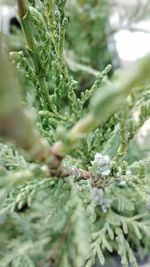 Close-up of fresh green plant