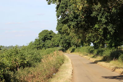 Dirt road along trees and plants