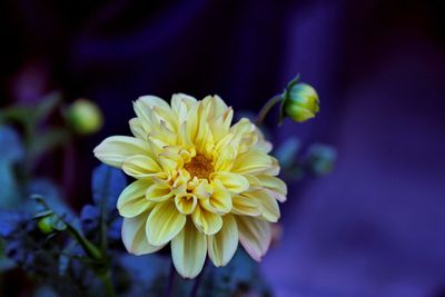 Close-up of yellow flower blooming outdoors