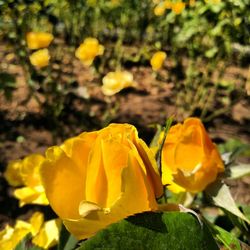 Close-up of yellow flowers blooming outdoors