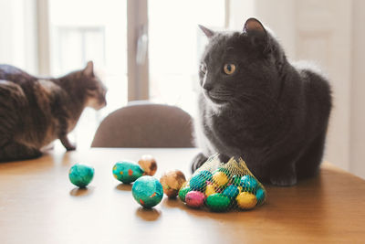 Cat sitting on table at home