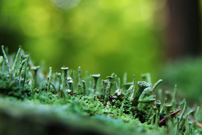 Close-up of grass growing in field