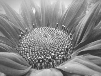 Close-up of honey bee on flower