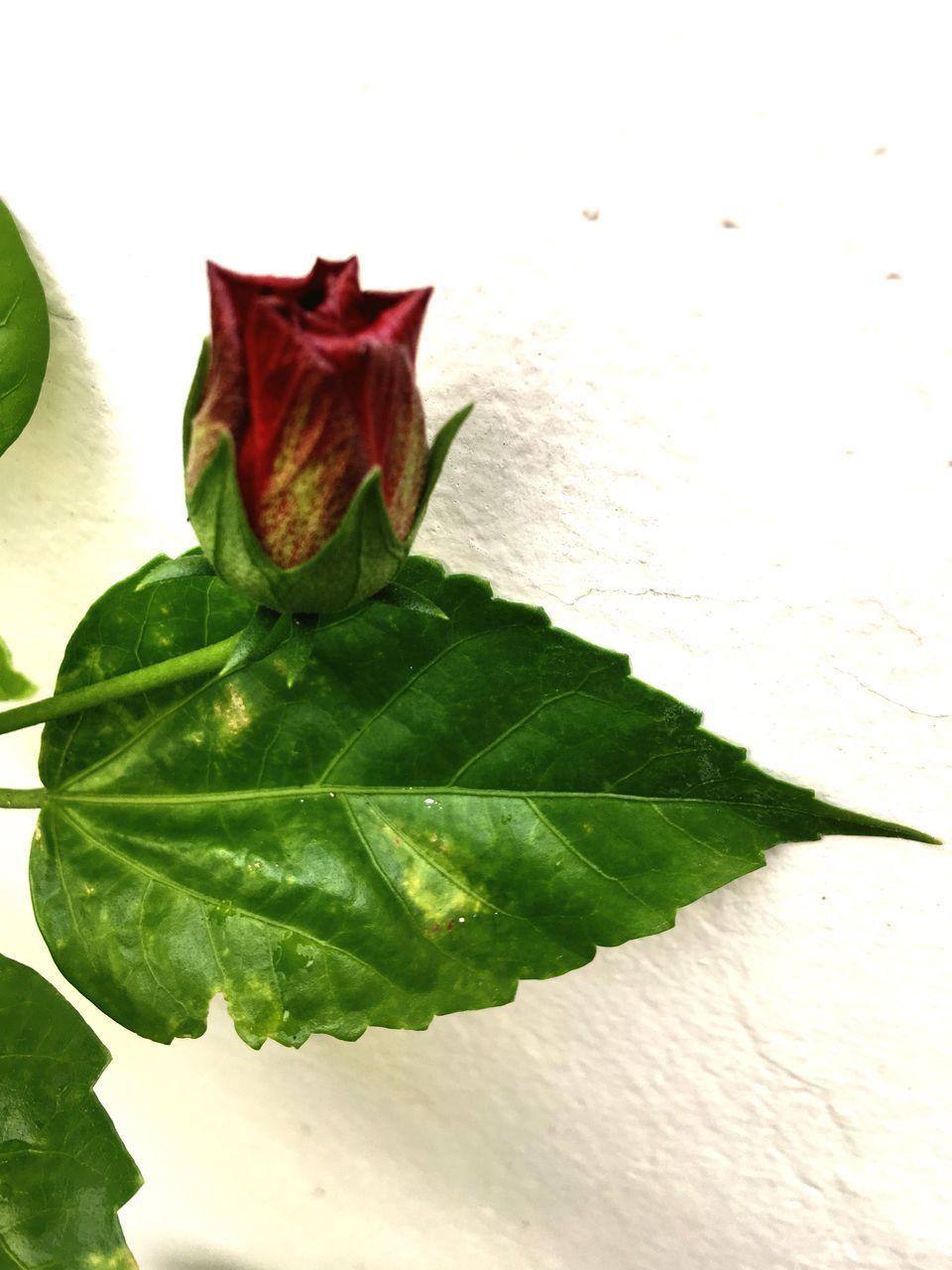 CLOSE-UP OF ROSE LEAVES AGAINST WHITE WALL