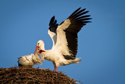 Low angle view of birds against clear blue sky