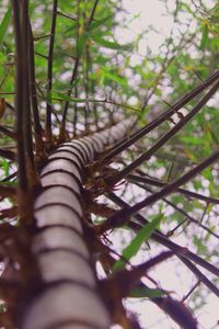 Low angle view of tree