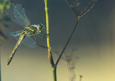 Close-up of dragonfly on plant