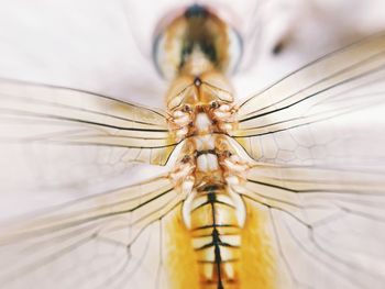 Close-up of insect