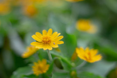 Close-up of yellow flowering plant