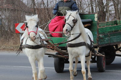 Man riding horse drawn carriage