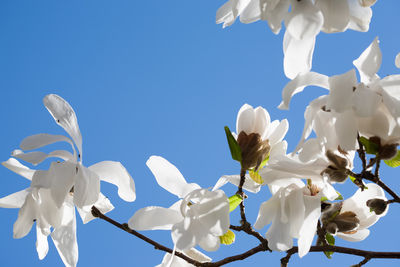 Low angle view of white cherry blossoms against sky