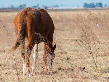 Horse on field