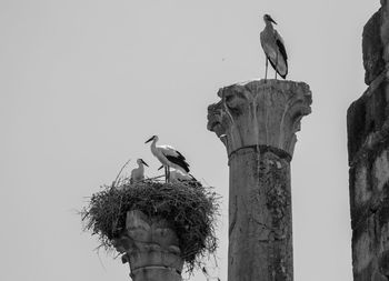 Low angle view of storks perching on columns against clear sky