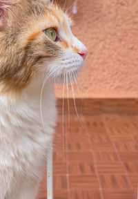 Close-up of a cat looking away