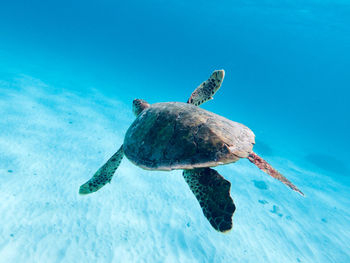 View of turtle swimming in sea