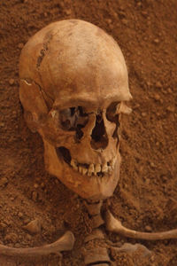 Close-up of human skull