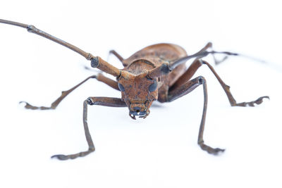 Close-up of insect on white background