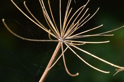 Close-up of leaf at night