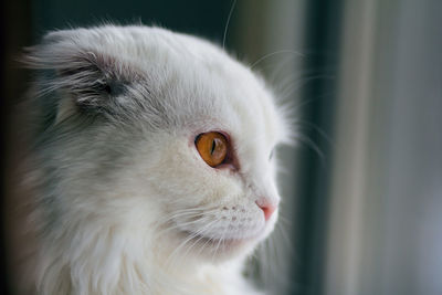 Close-up of cat looking away