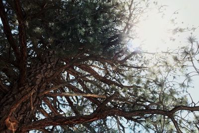 Low angle view of tree against sky