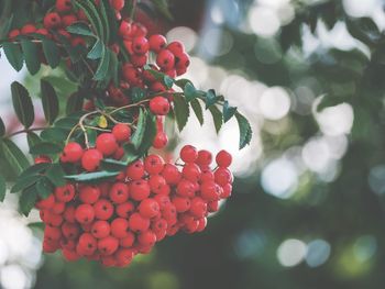 Close-up of red berries growing on tree