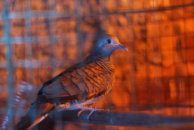 Close-up of bird perching on wood