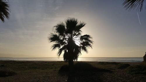 Silhouette palm tree at beach against sky during sunset