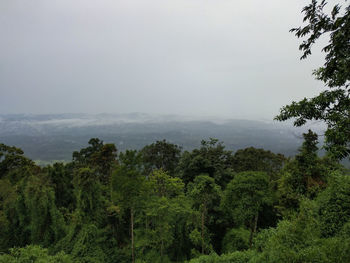 Scenic view of forest against sky