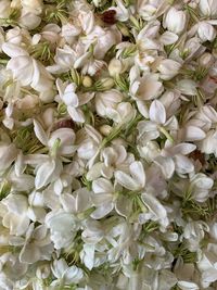 Full frame shot of white flowering plants