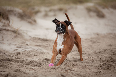 Dog running on beach  switch  funny face