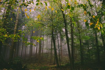 Trees in forest during autumn