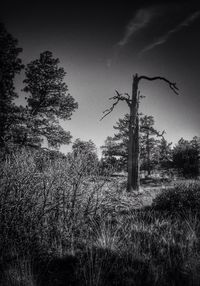 Trees growing on field