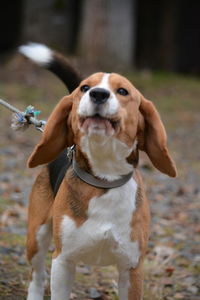 Close-up of dog outdoors