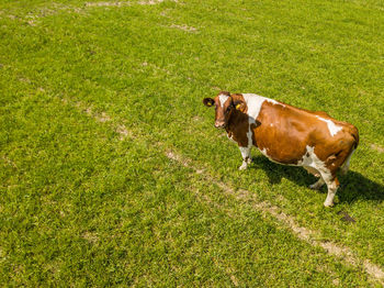 Cow standing on grassy field