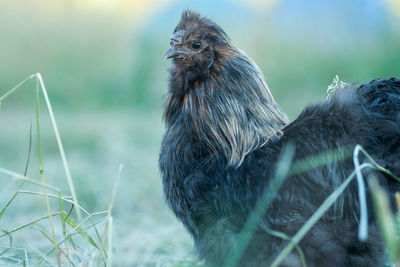 Close-up of a rooster looking away