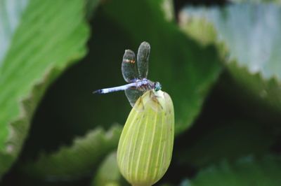 Close-up of insect on leaf