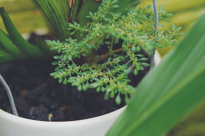 High angle view of potted plants in yard