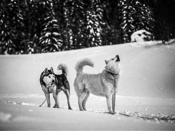 Dogs standing on snowy field