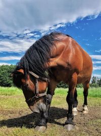 Horse on field against sky